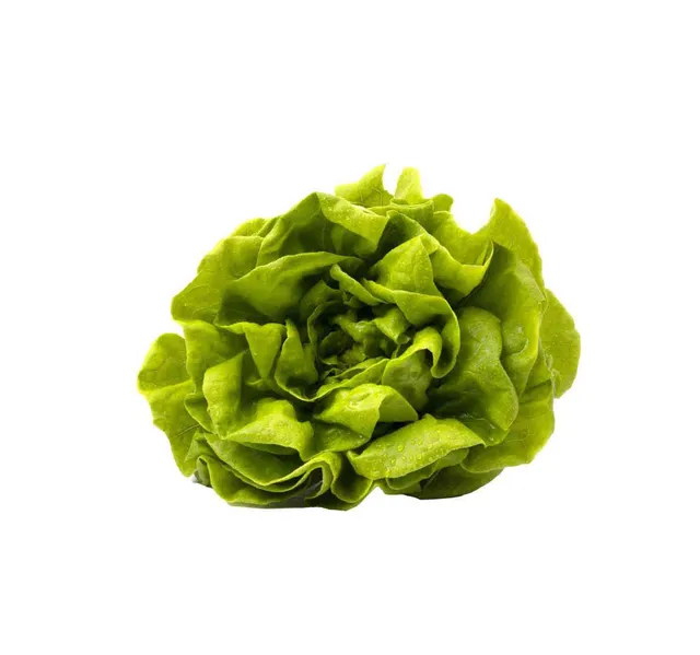 Lettuce Boston 1 Pkt