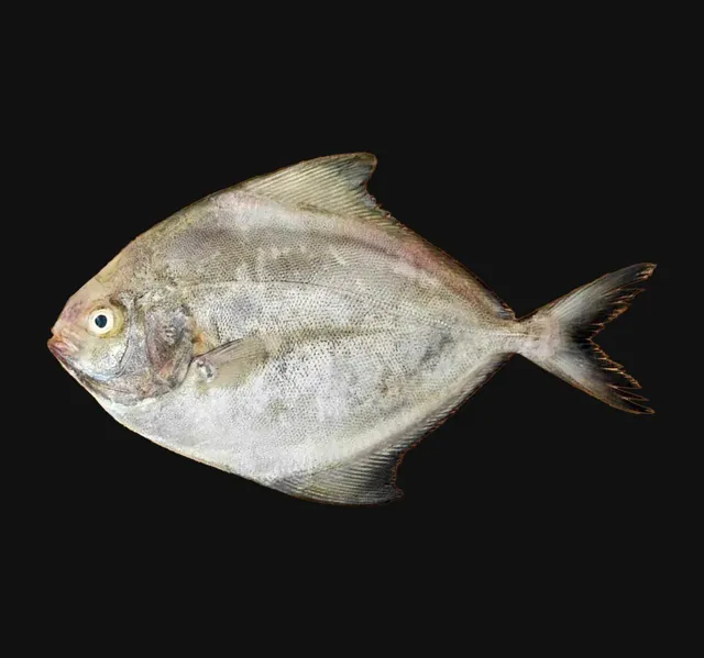 Halwayoo (Black Pomfret) Whole Cleaned 1 kg