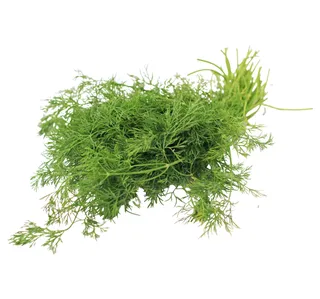 Spint Leaves Dill 1 Bunch