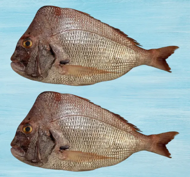 Koffer Medium 1 kg