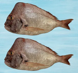 Koffer Medium 1 Kg