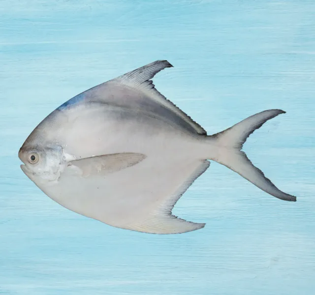 White Pomfret Medium 500 G
