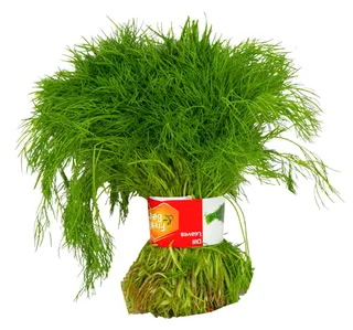 Premium Dill Leaves 1 Bunch