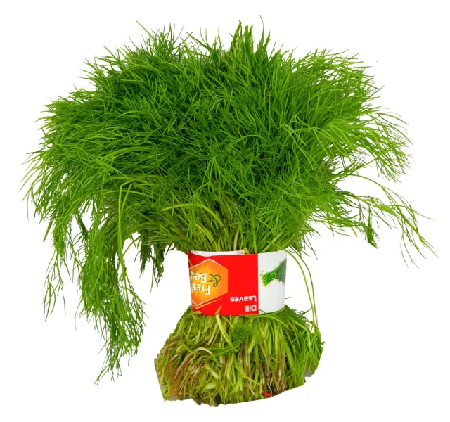 Premium Dill Leaves 1 Bunch
