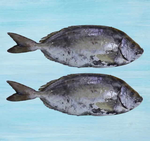 Safi Fish 1 kg