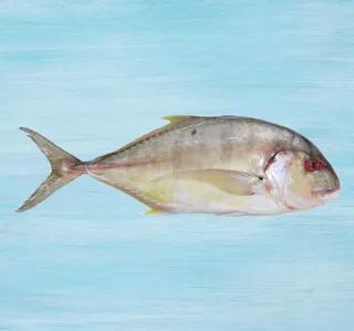 Rubeeb Jest Fish 3 kg