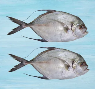 Zubidi Jest Fish 1 Kg