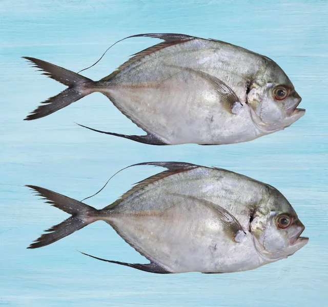 زبيدي جيست سمك 1 kg