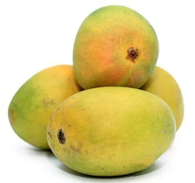 Mango Alphonso 1 kg