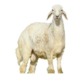 Pre-Order Saudi Whole Lamb Harri 15 kg to 18 kg