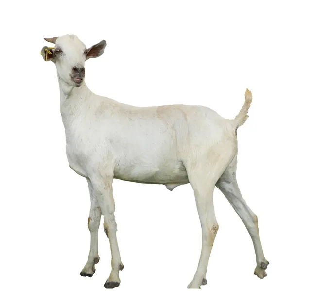 Pre Order Eid Al Adha Sacrifice Udhiya Somali Goat Whole Meat 10 13 Kg