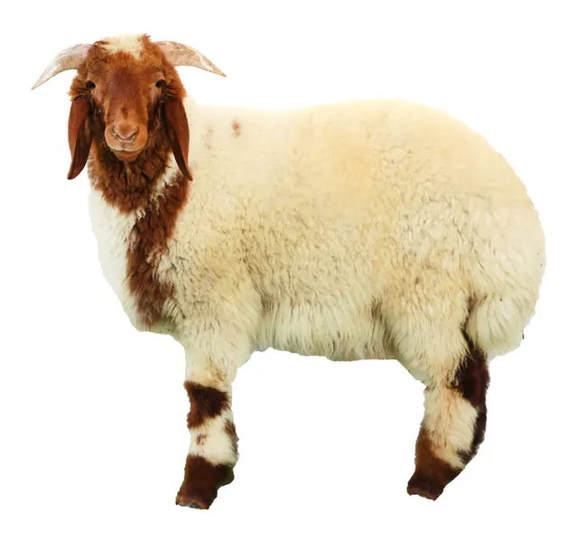 Pre Order Organic Whole Lamb Naimy Male 18 Kg To 21 Kg