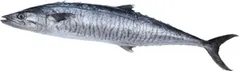 سمك ديرك (كنعد)
