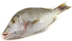 سمك شعور