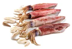 حبار