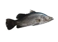 Sea Bass (Karos)