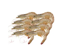 جمبري كبير