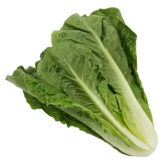 خس طويل