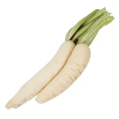 فجل ابيض