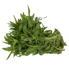 حبق