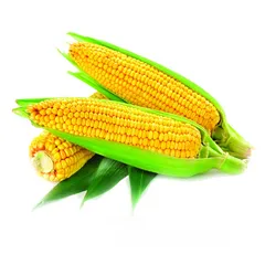 حبش