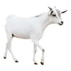 Whole Goat Marabi Audhia from 9 to 12 KG