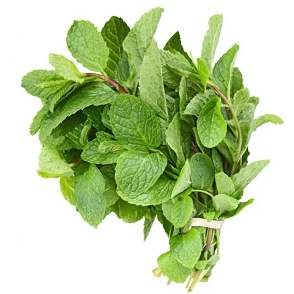 Earth Organic Fresh Mint 100G