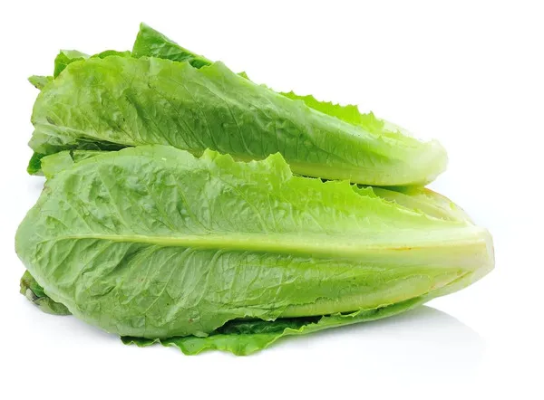 Lettuce Foam Box