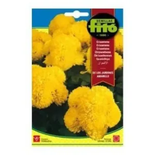Fito Seeds Chrysanthemum Amarillo