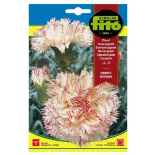 Fito Seeds Carnation Giant Striped 0638