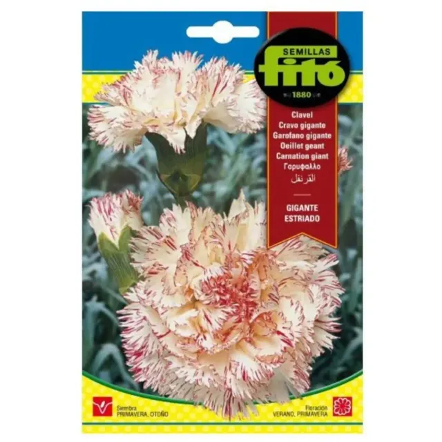 Fito Seeds Carnation Giant Striped 0638