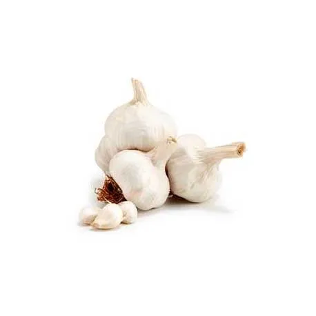 GARLIC