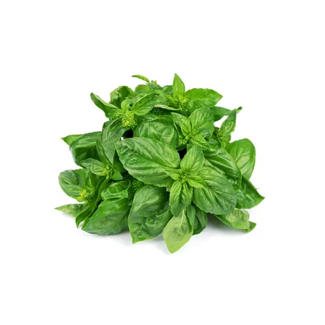 BASIL LEAVES