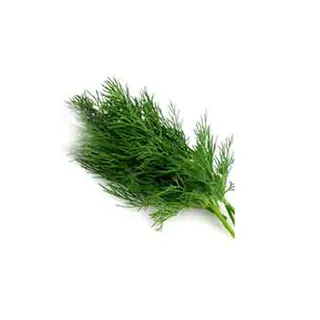 DILL LEAVES