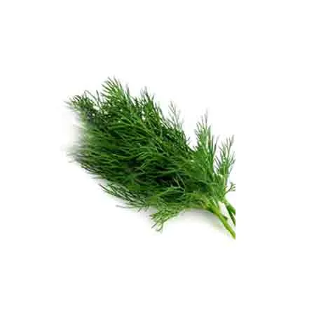 DILL LEAVES