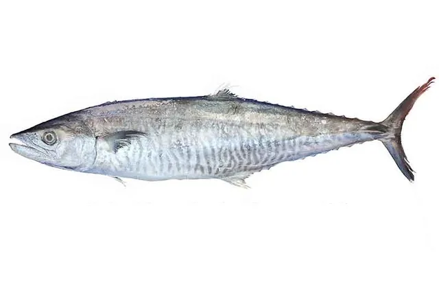 FISH KANAD KG
