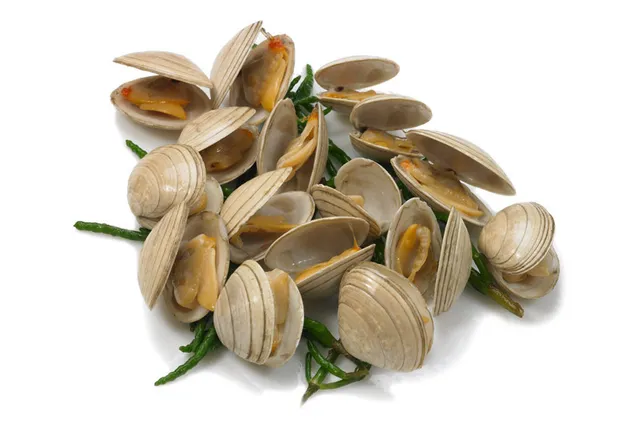 FISH SHELL 1 KG