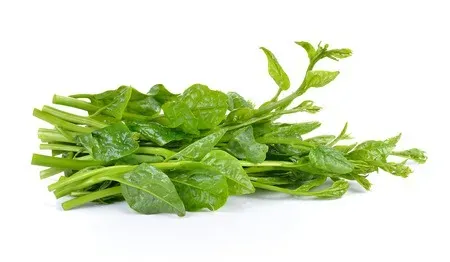 Alugbati Leaves