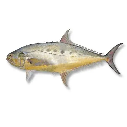QUEEN FISH KG