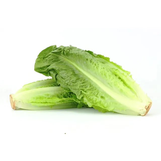 LETTUCE LONG JORDANI