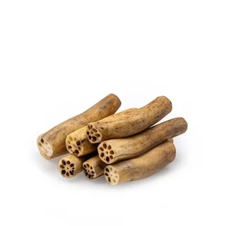 Lotus Root-Bee India