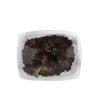 Live Lettuce Lollo Rosso 180g ≈ 200g UAE