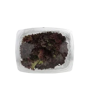 Live Lettuce Lollo Rosso 180g ≈ 200g UAE