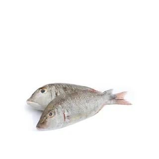 Fresh Sharry small per kg