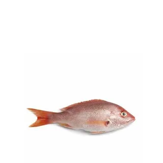 Red Snapper 800g Up