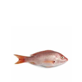 Red Snapper 800g Up