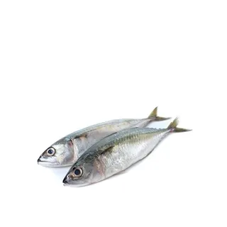Mackerel - Medium