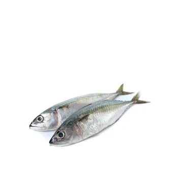 Mackerel - Medium