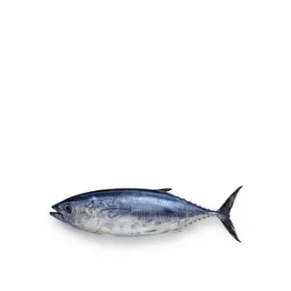 Tuna - Small