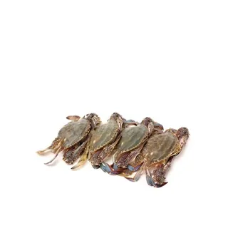Crab Blue Female